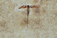 Rhyssa sp